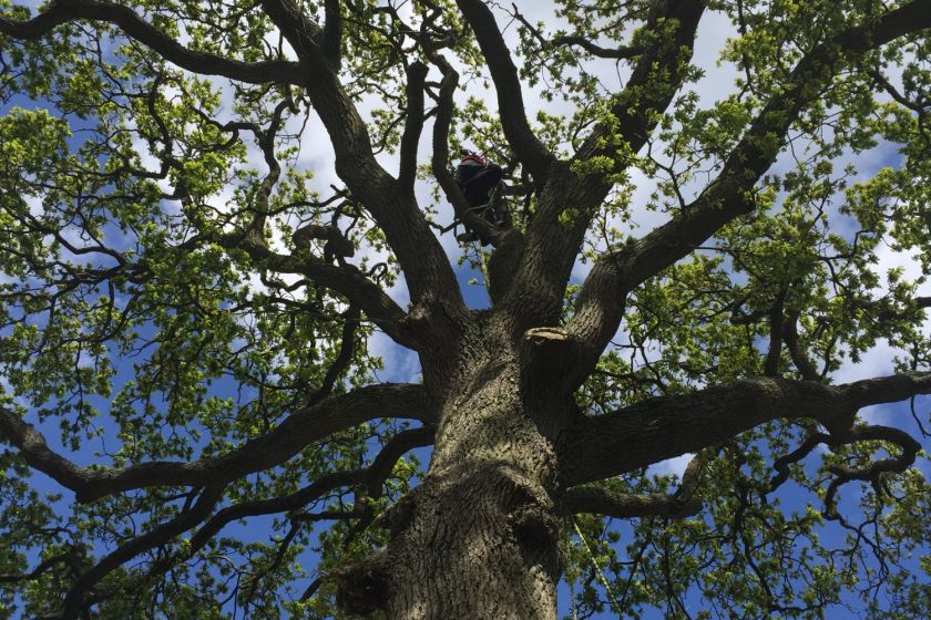 large tree canopy