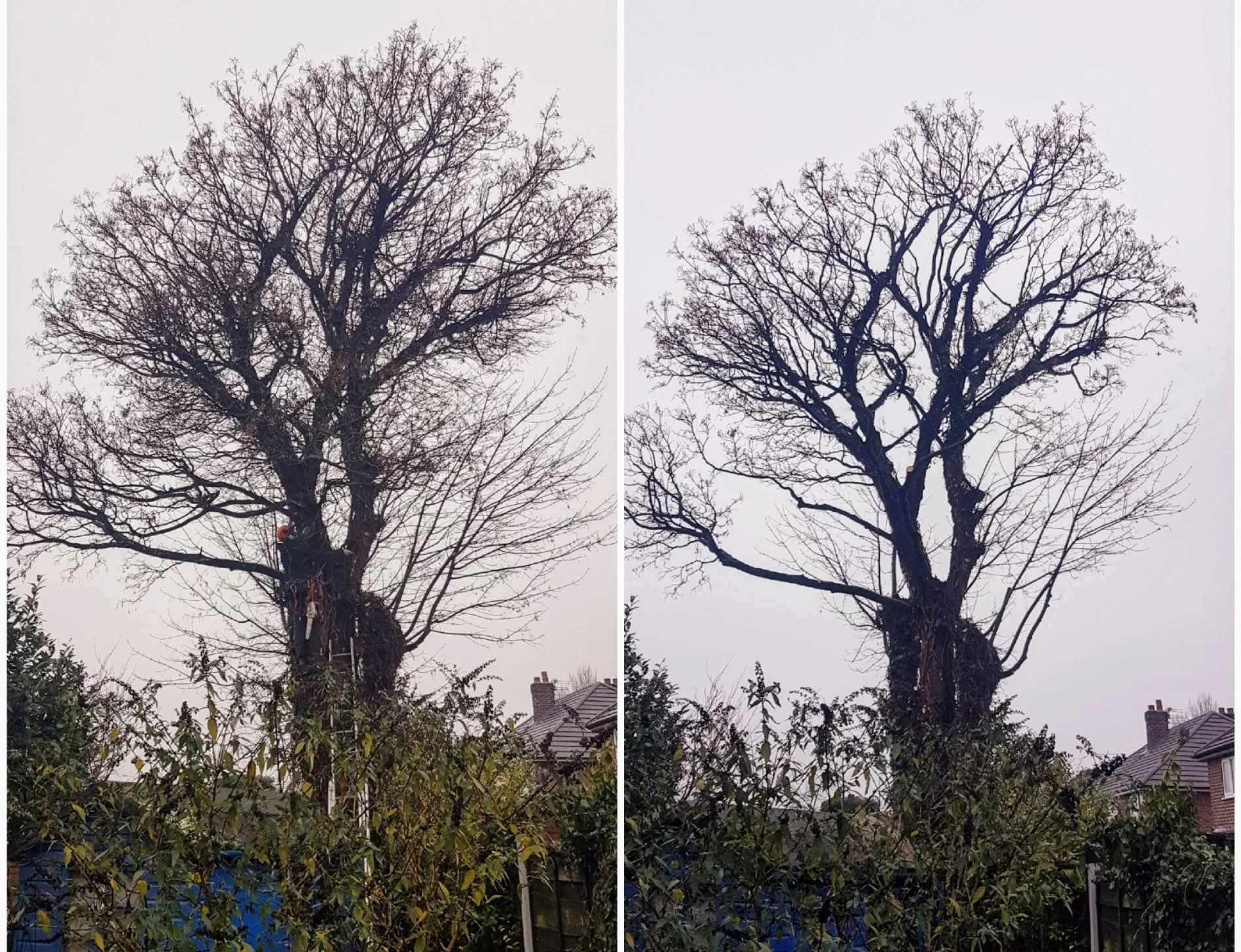 Tree-pruning-via-Crown-Clean5