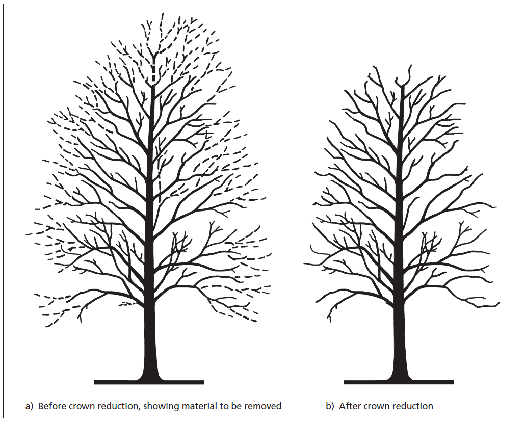 BS-3998-Crown-Reduction