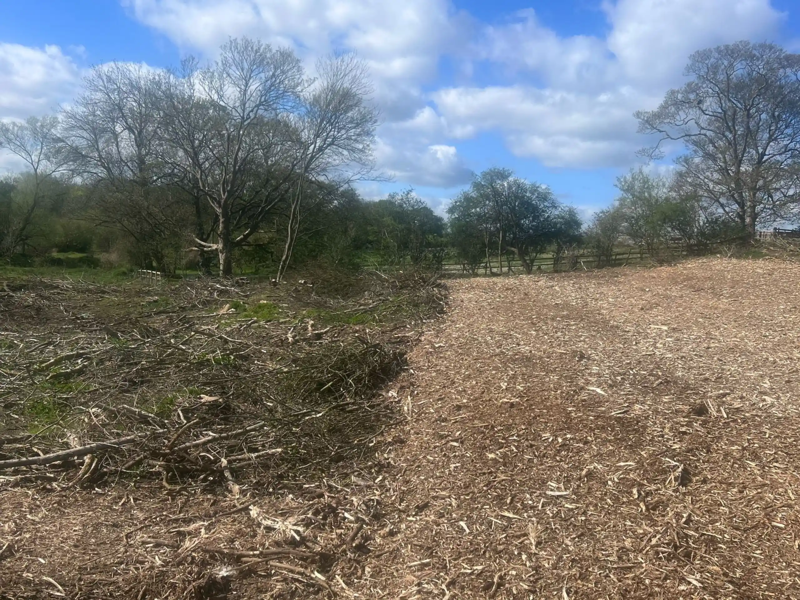 clearing site trees