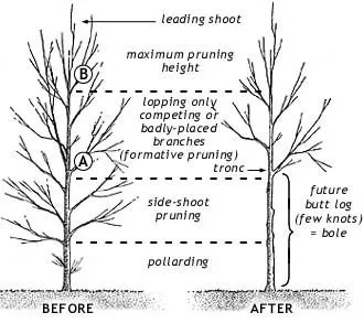 formative_pruning