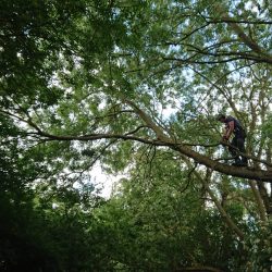 tree surgeon